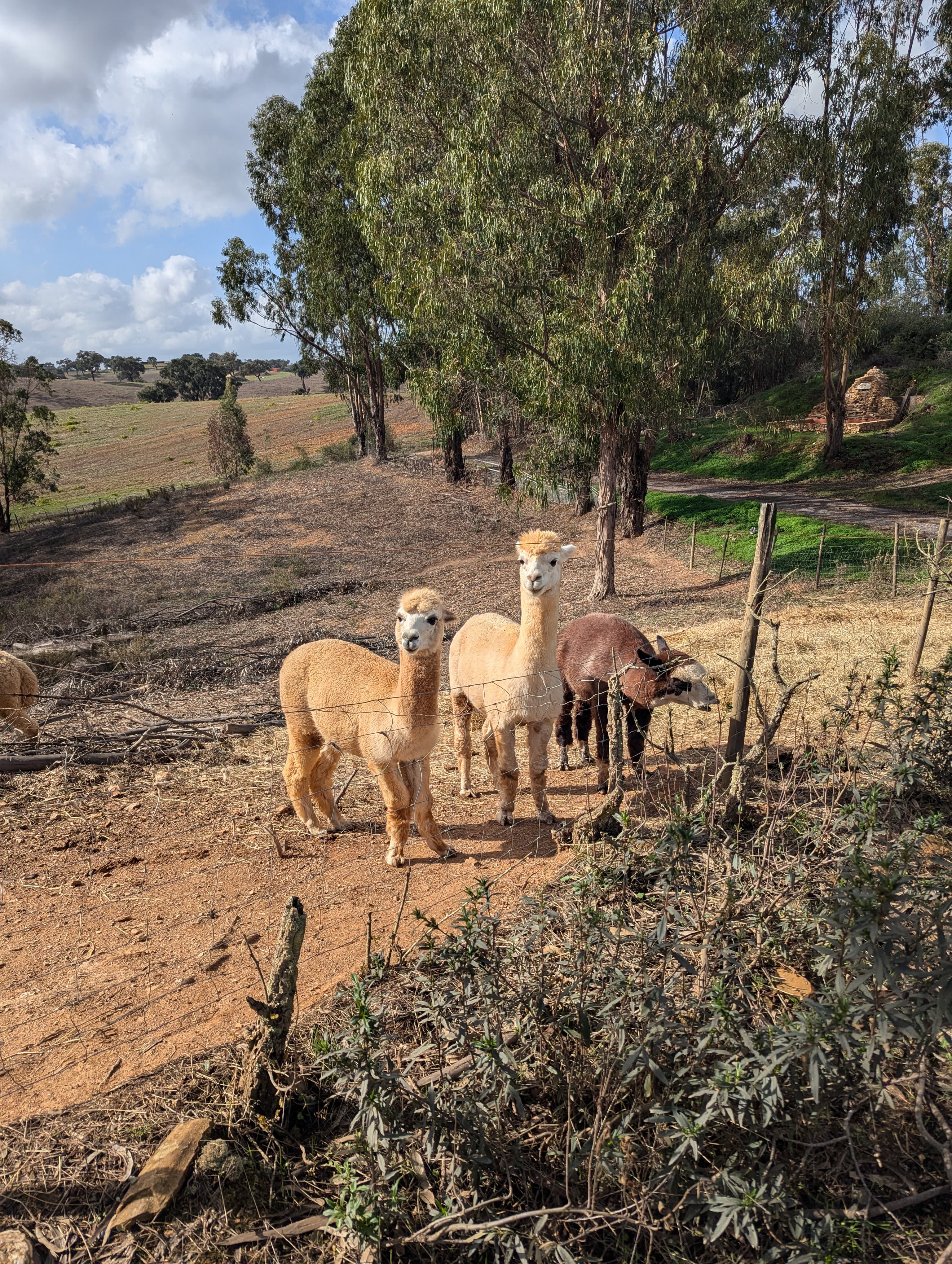 Being a farmer with alpacas for 10 days